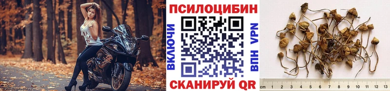 Купить где Щёкино Галлюциногенные грибы Cubensis